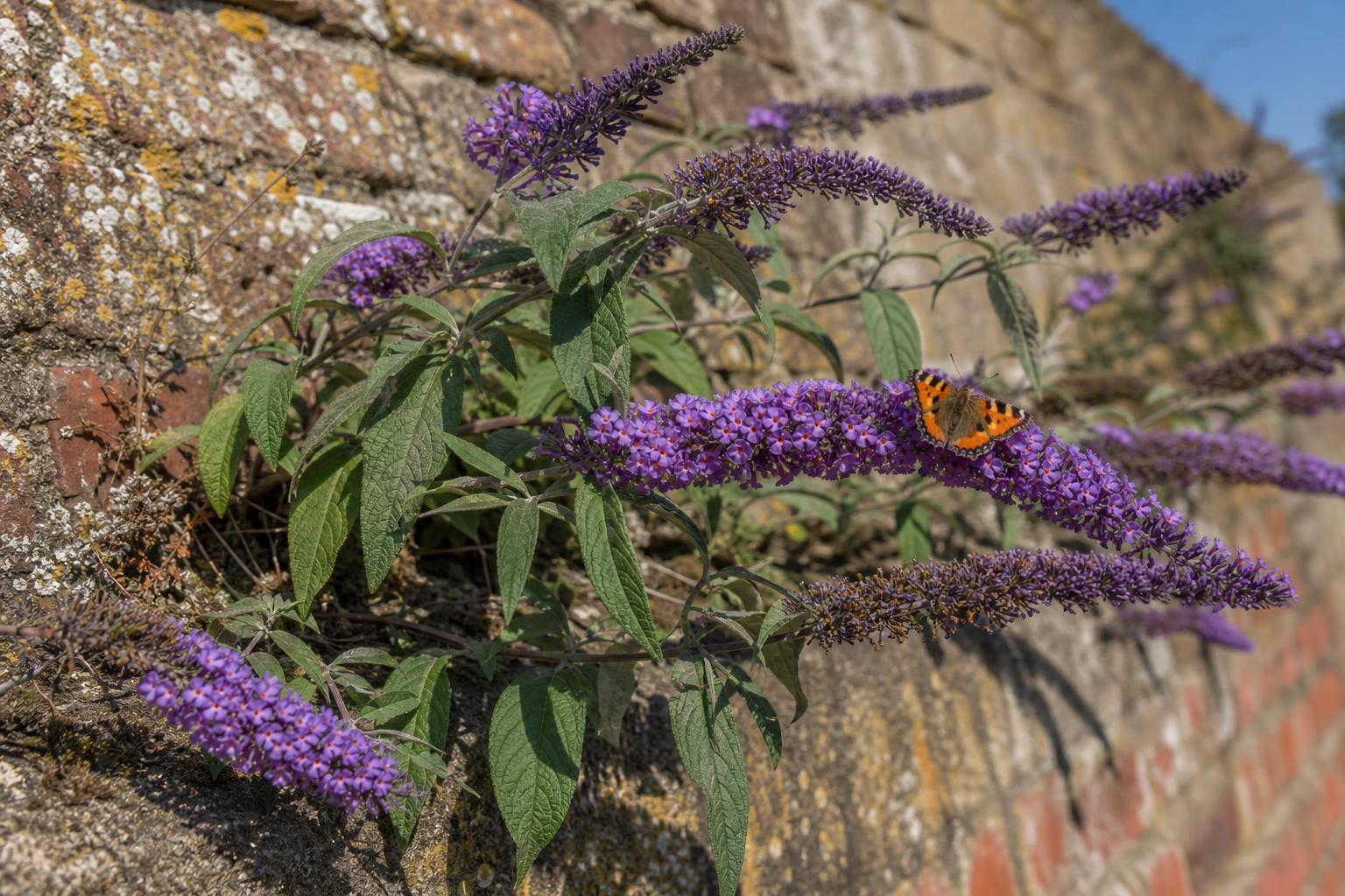 Buddleia (Butterfly Bush) (Buddleja davidii) — photorealistic identification photograph