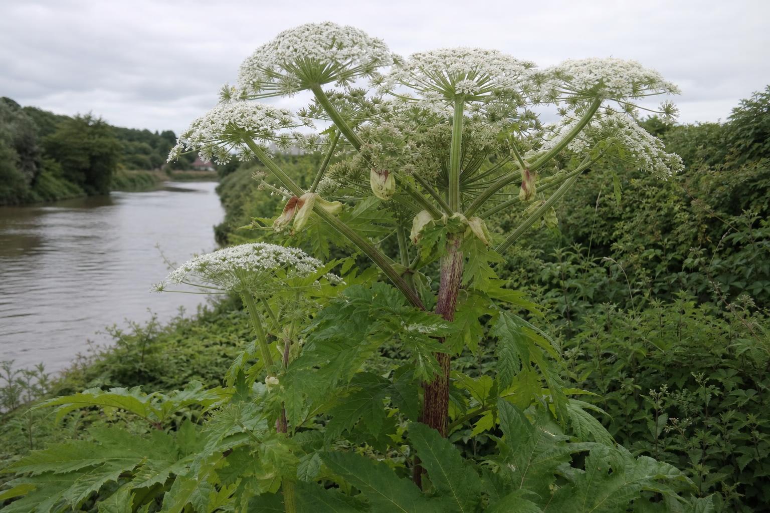 Giant Hogweed (Heracleum mantegazzianum) — photorealistic identification photograph