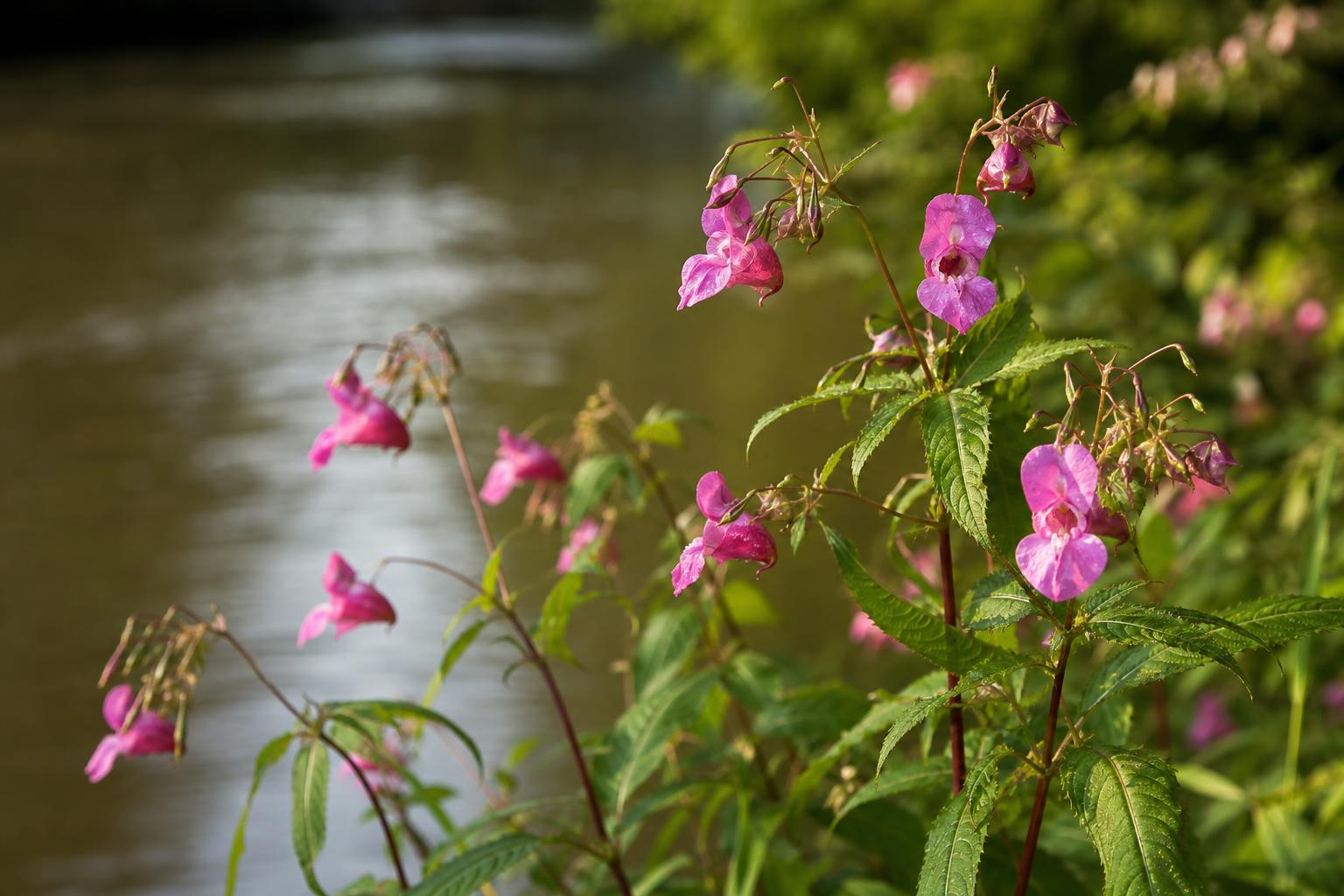 Himalayan Balsam (Impatiens glandulifera) — photorealistic identification photograph