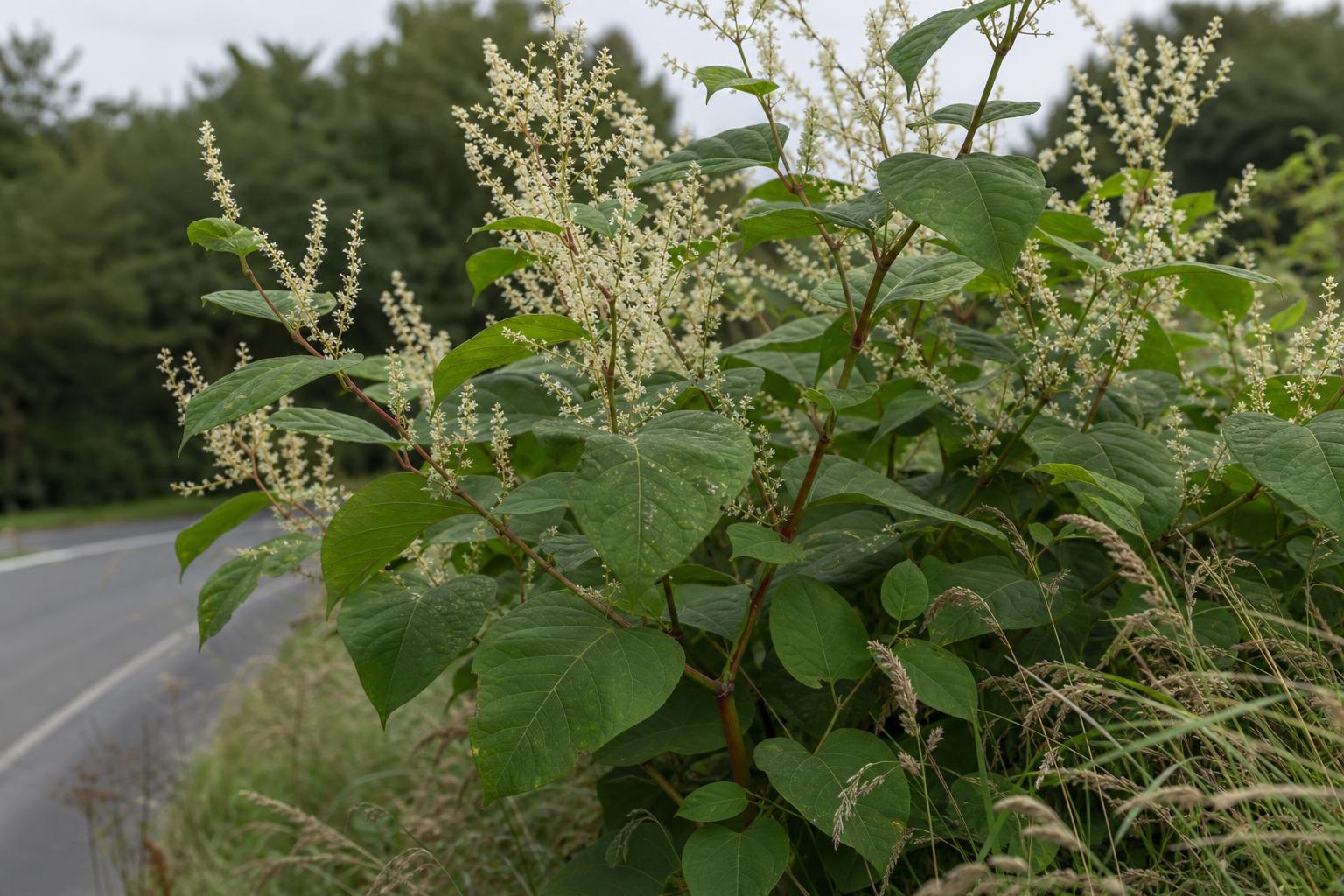 Japanese Knotweed (Reynoutria japonica) — photorealistic identification photograph