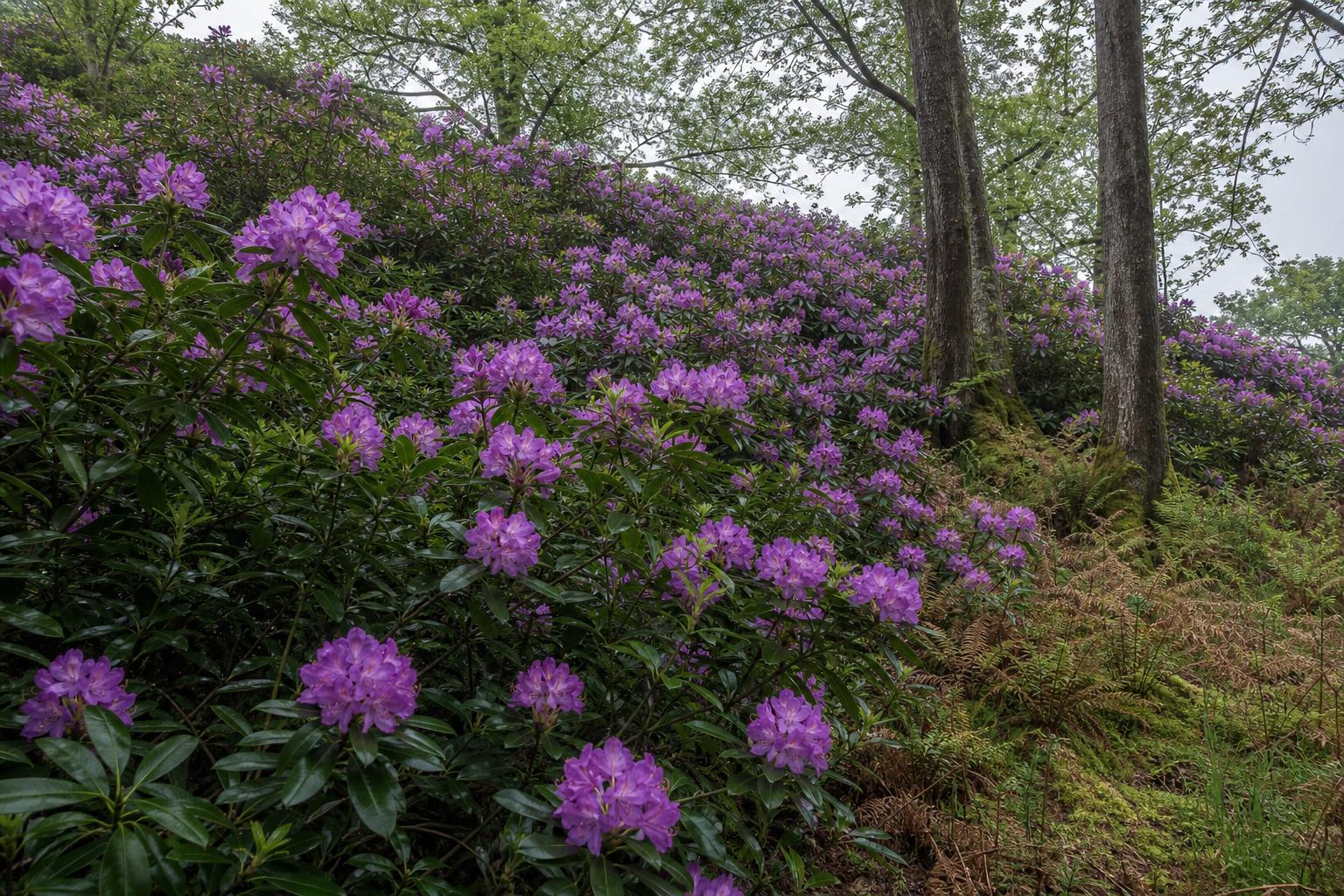 Rhododendron ponticum (Rhododendron ponticum) — photorealistic identification photograph